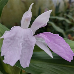 Roscoea Purpurea 'Summer Snow'